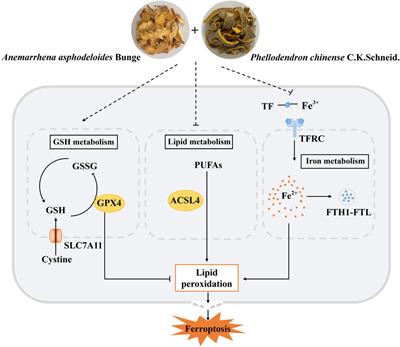 Synergistic anti-osteoporosis effects of Anemarrhena asphodeloides bunge–Phellodendron chinense C.K. Schneid herb pair via ferroptosis suppression in ovariectomized mice